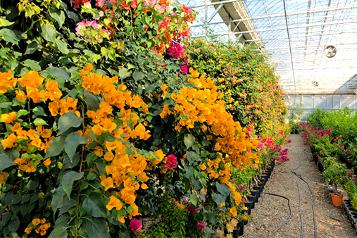 특색있고 아름다운 민간 정원 30선 추천 여행 - 25. 통영 동백커피식물원