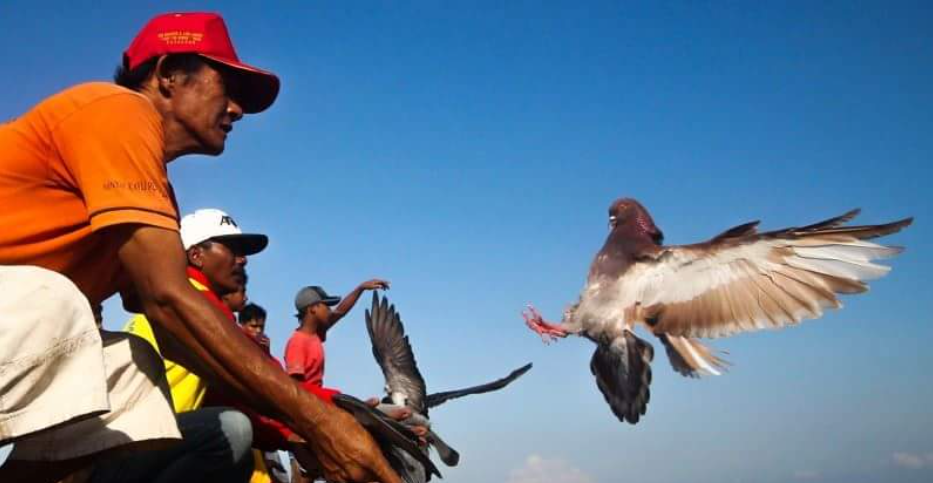 Pigeon Racing