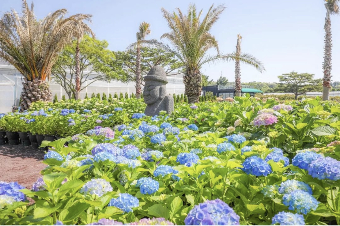 수국_제주