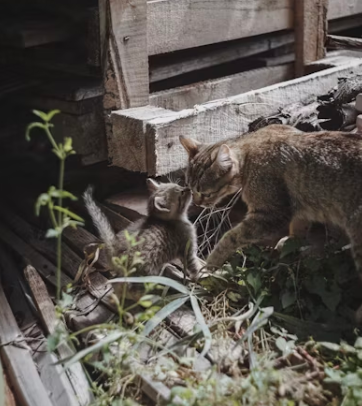 유기동물 보호소의 현실과 국가 지원 제도의 문제점