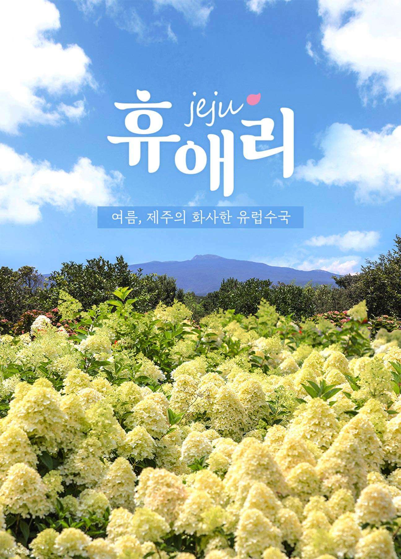 휴애리 유럽 수국