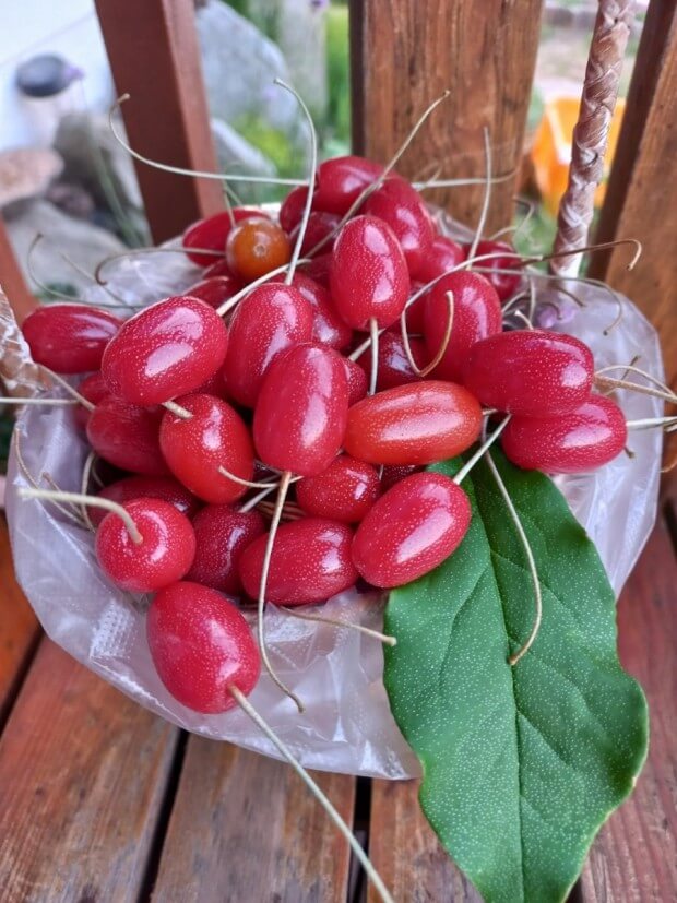 보리수 효능 10가지 및 부작용 및 주의사항