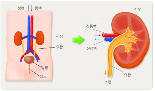 비뇨기의-해부학적-구조