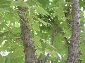 엄나무 효능 부작용 재배방법 총정리(최신)