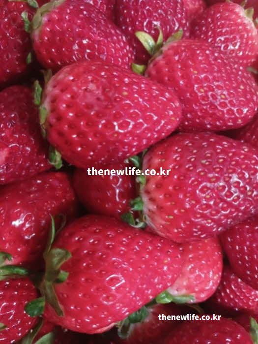 딸기 효능 콜레스테롤 개선 엘라그산