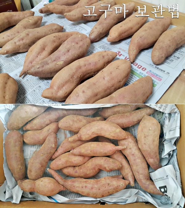 고구마 보관법,고구마 상한거,먹으면 안되는 고구마,고구마 검은점 겉 곰팡이,팁줌