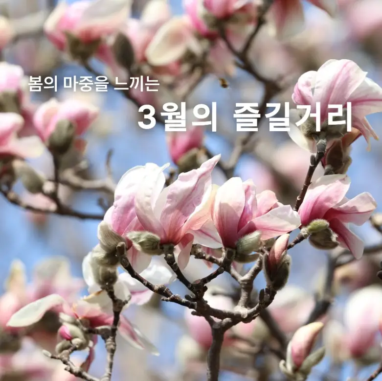 천리포수목원-입장료-운영시간-목련축제