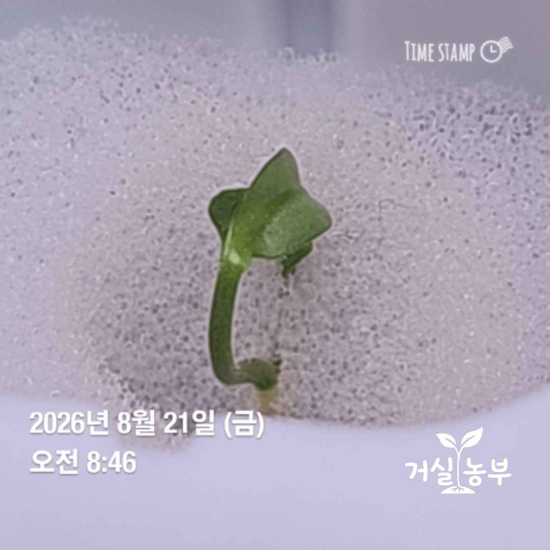 흰색 수경재배 스펀지에서 발아해 떡잎을 펼치는 고추 모종