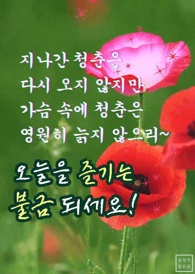 양귀비꽃 배경과 함께 청춘의 마음을 간직하자는 불금 메시지