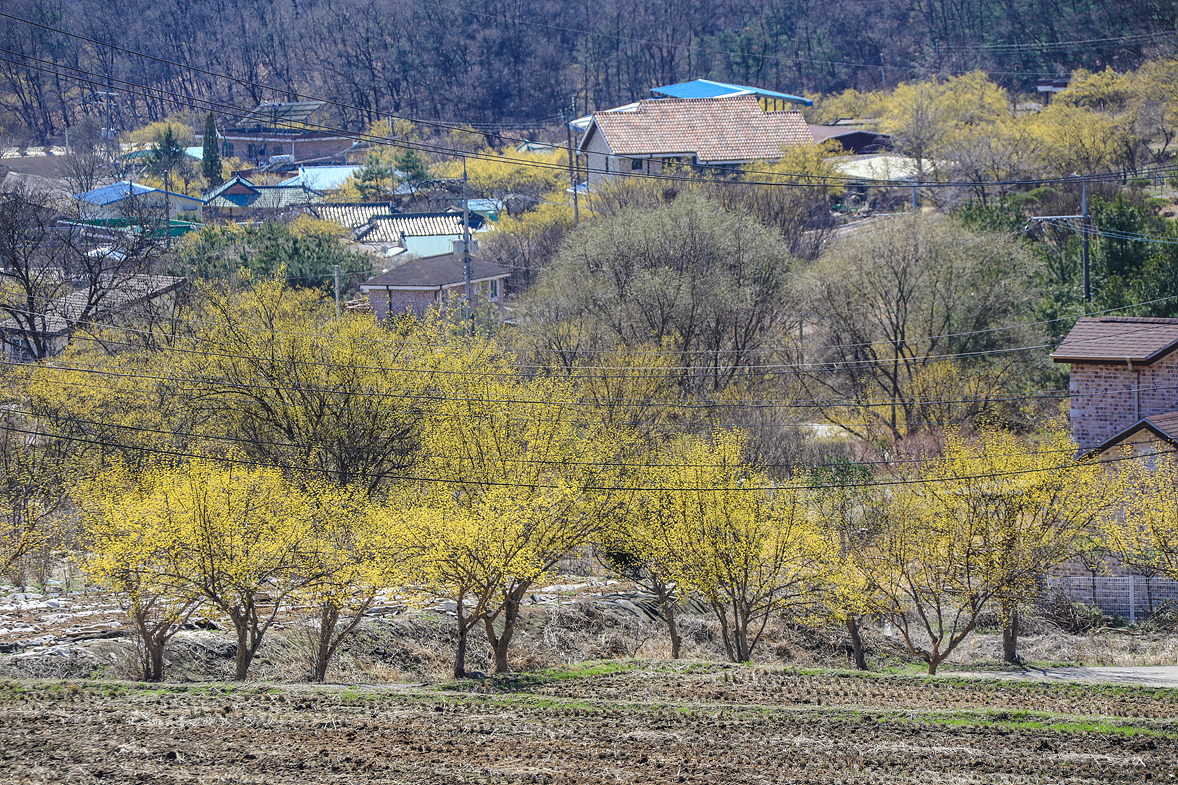 양평 산수유마을
