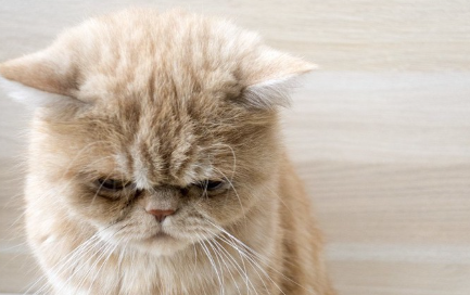 스트레스를 느끼는 것 같은 고양이.