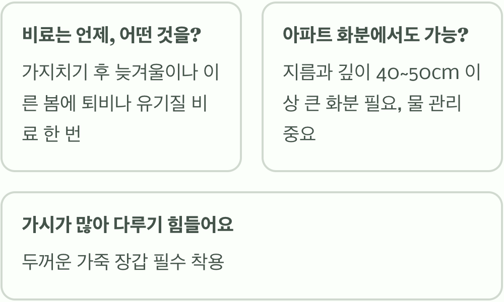 가시오갈피 나무 가지치기&amp;#44; 순 많이 나오게 하는 비법