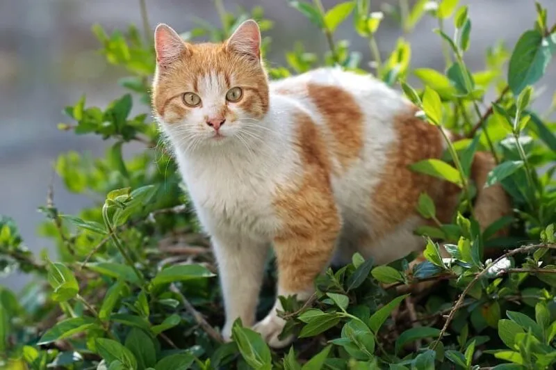 고양이 적정 체중 유지하는 법