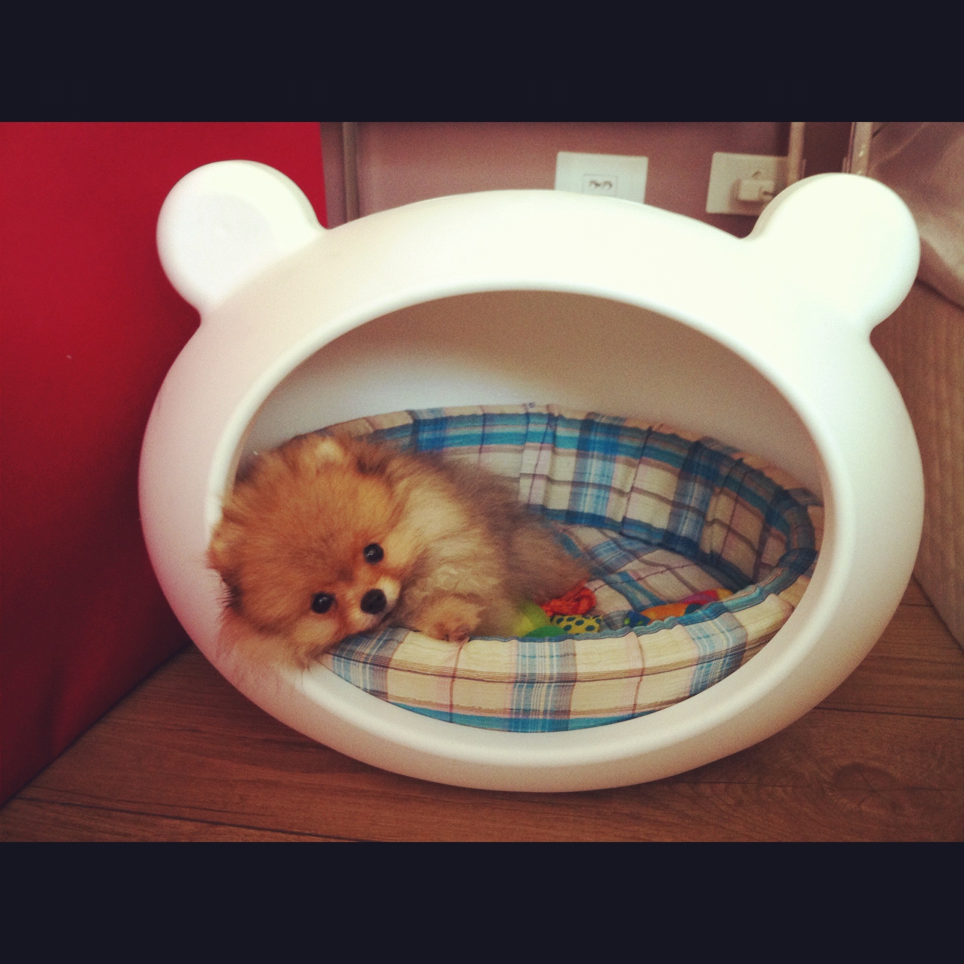 반려동물 인스타그램 만들기 관련 사진