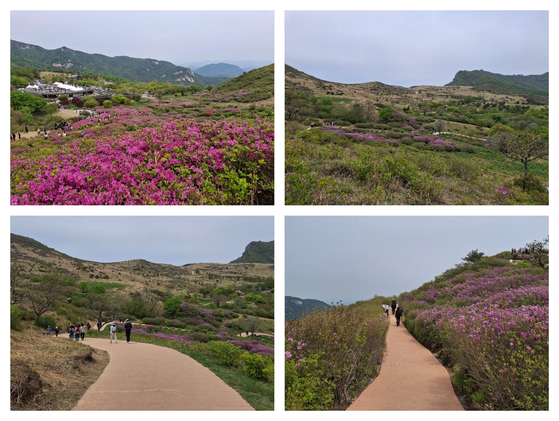 봄 황매산
