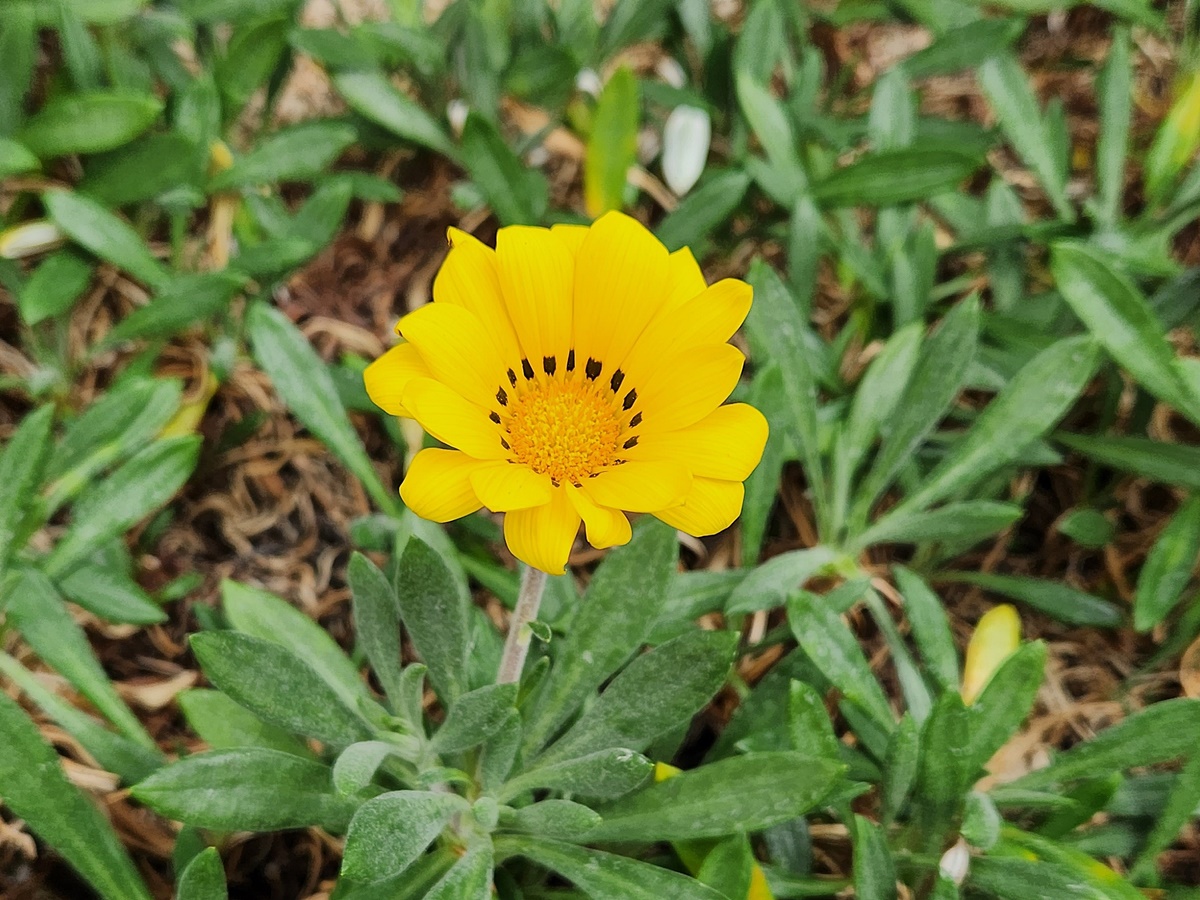 가자니아리겐스(태양국)