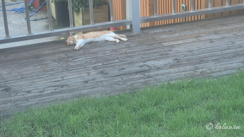 마당냥이