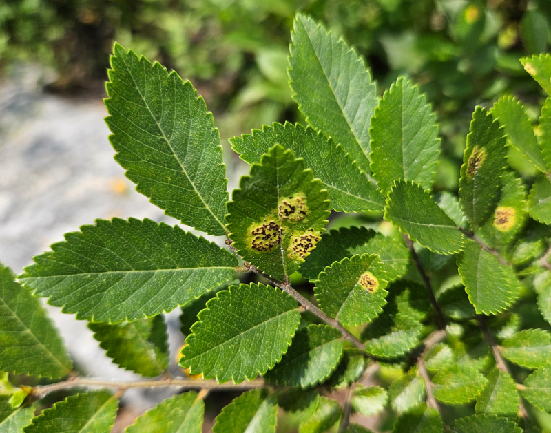 느릅나무 검은무늬병4