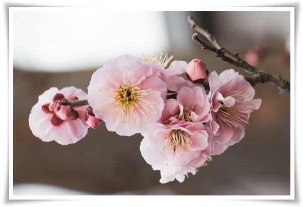 "살구꽃과 살구" 수줍은 듯 피어나는 봄 날의 은밀한 분홍빛 속삭임!