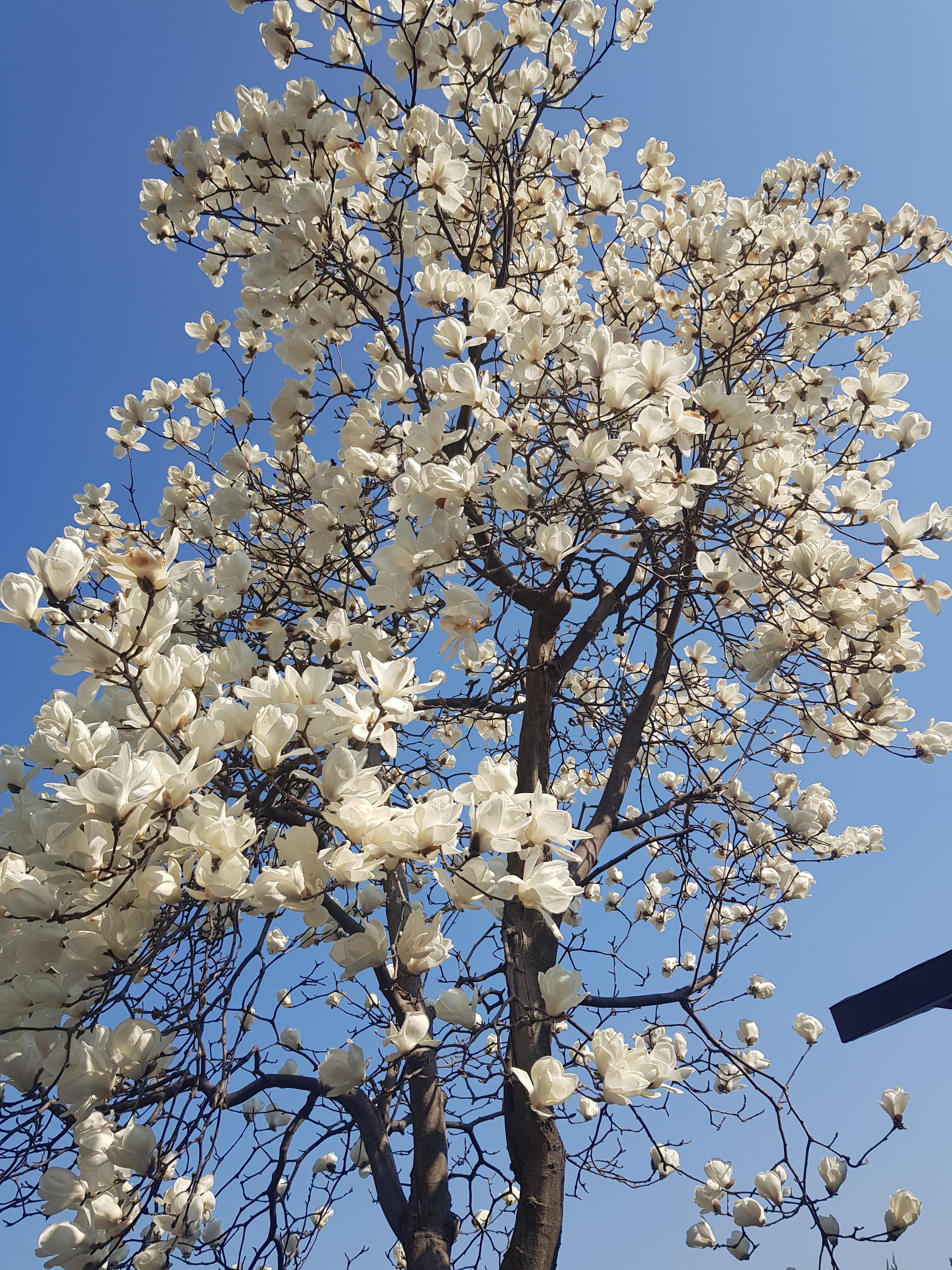 진해군항제 숙소 추천(가성비.위치.예약 꿀팁 총정리)