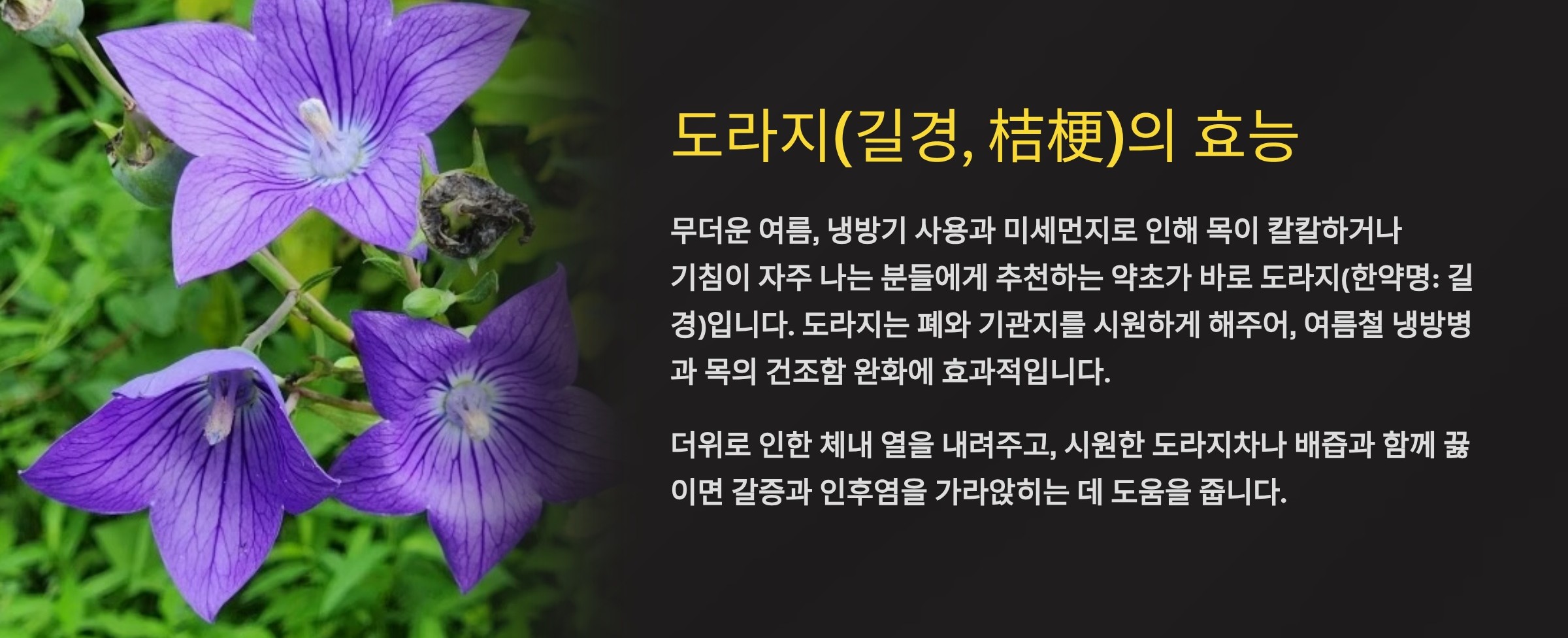 도라지(길경)