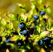 백내장에 좋은 음식 영양제 식단