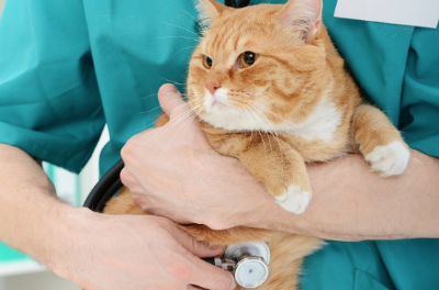 병원에서 진찰을 받는 고양이