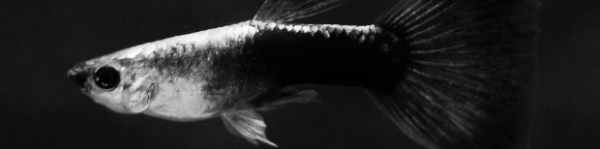 구피 종류: 네온 블루 구피