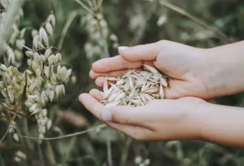 슈퍼푸드 귀리 가격과 효능, 영양성분