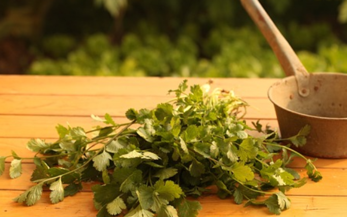 고대 아프리카 부족들이 전승한 치유 노래와 약초의 조합