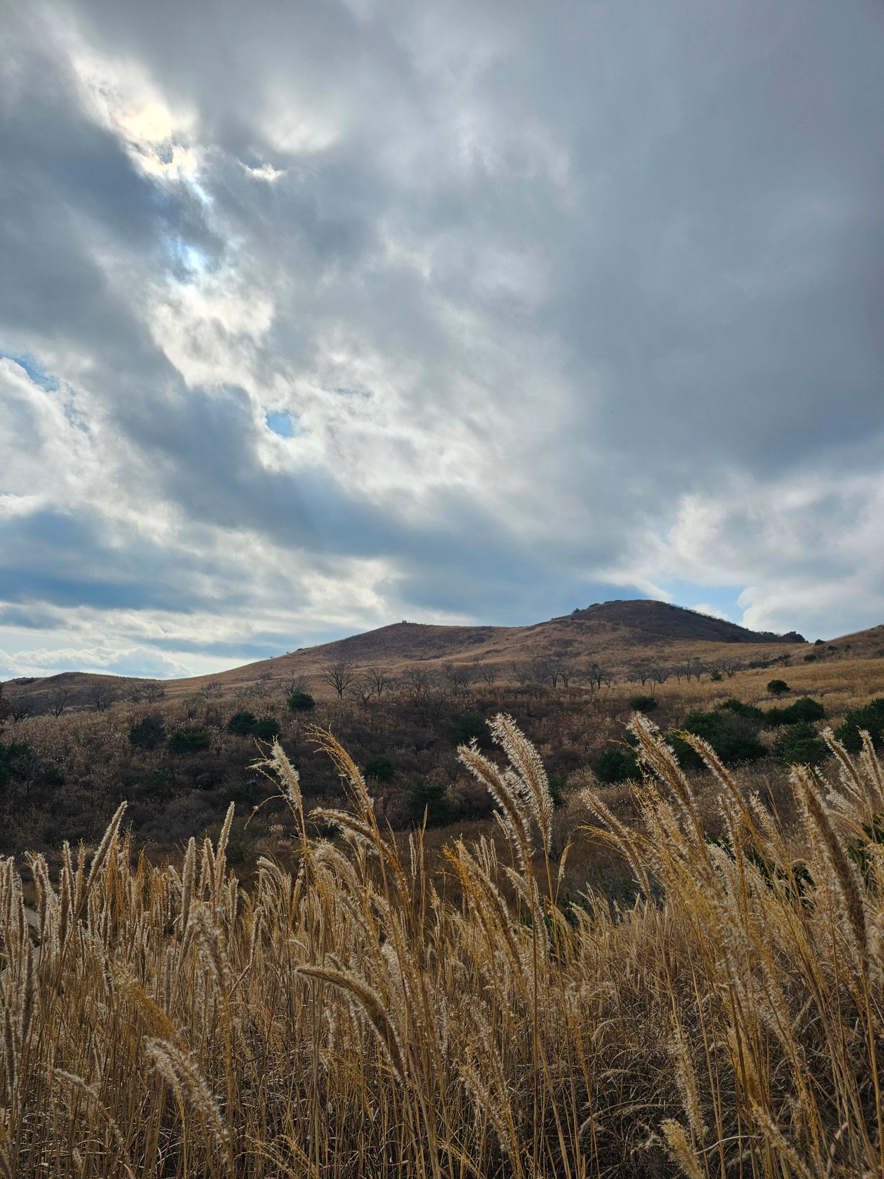 황매산 억새 축제