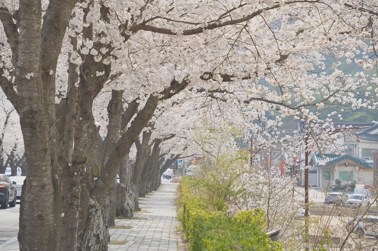 보문관광단지 북군동 벚꽃터널