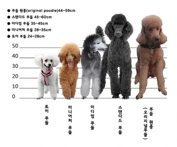▲ 강아지 종류 및 품종별 특징 총정리: 나에게 맞는 반려견 고르는 법 (사진 : 나무위키)