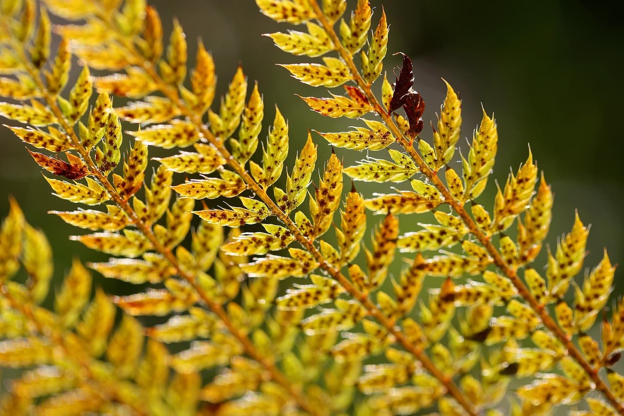 고사리 실내 정원, 4050세대의 마음을 다독이는 힐링 공간