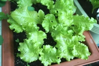 텃밭 상추 키우는 법 파종 간격 수확 연속수확 요령_2