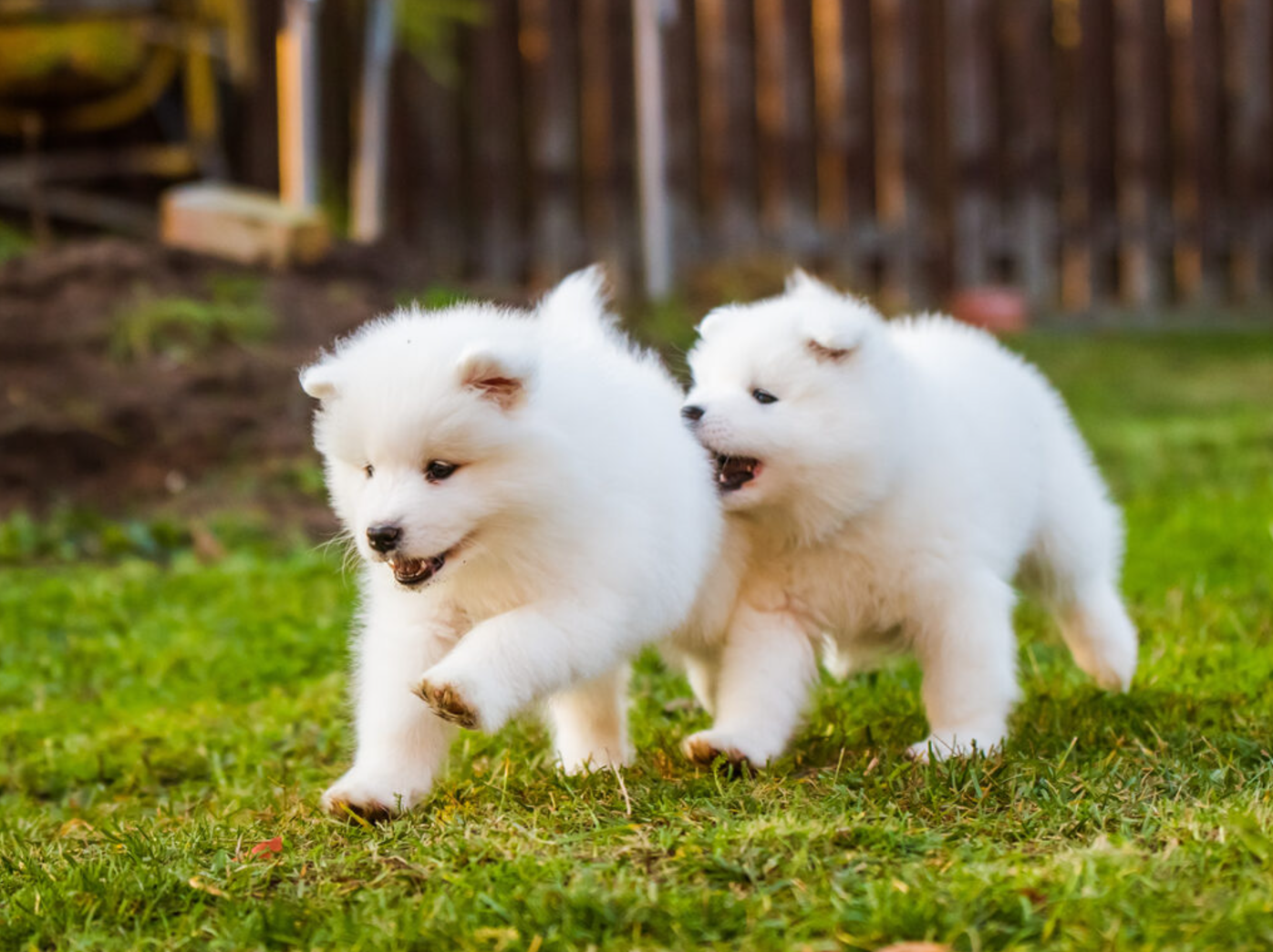 사랑하는 반려견을 위한 필수 예방접종 가이드