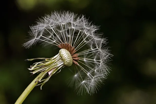 튜베로즈 씨앗 꽃 피우기 계절별 관리법 병충해 예방_5