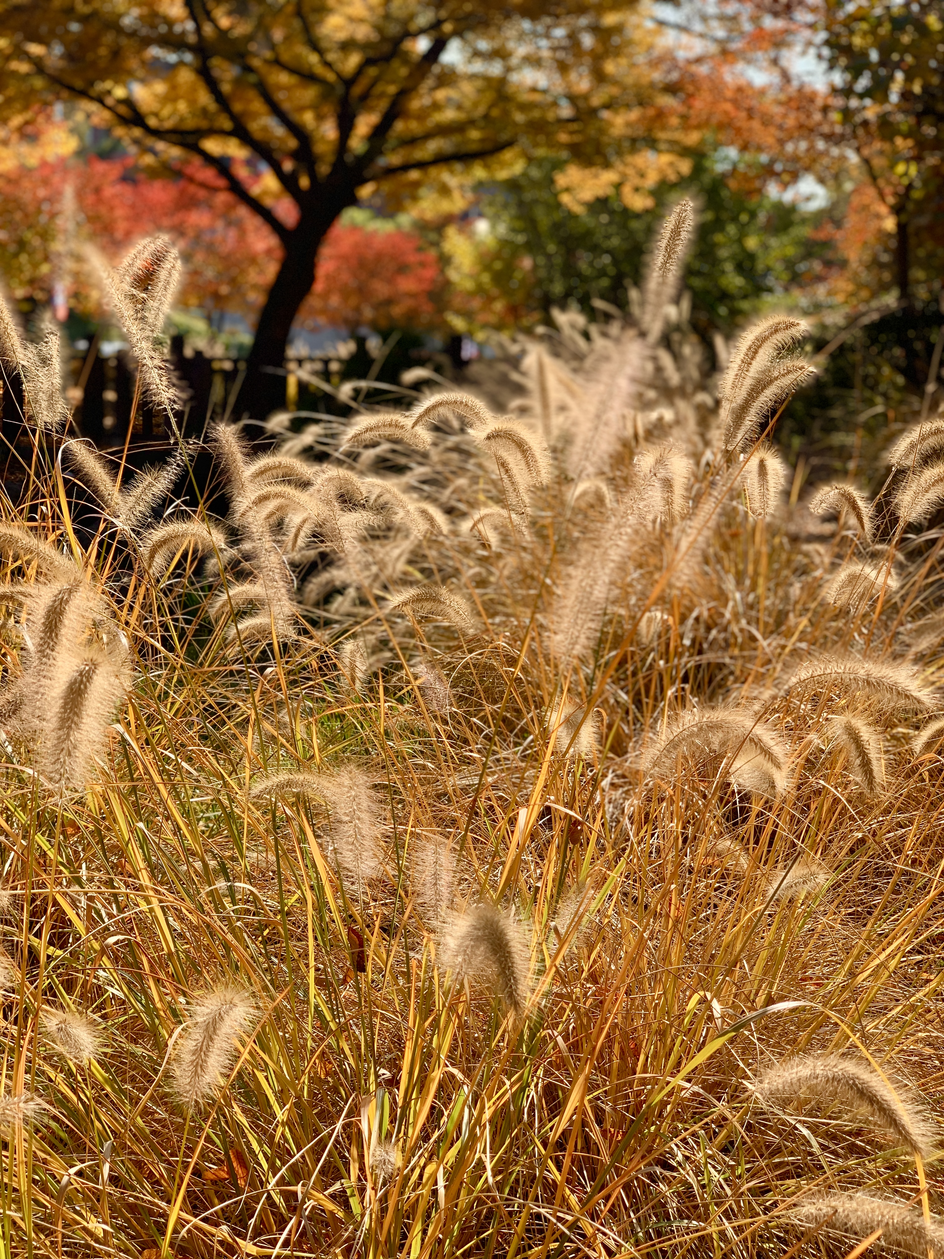 장충단공원 가을 갈대