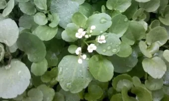 물냉이 재배 수경 재배 물 갈이 그늘 자리 잡기_3