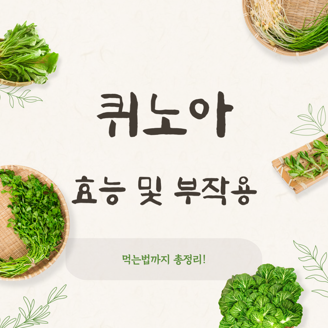 퀴노아 효능 부작용 총정리