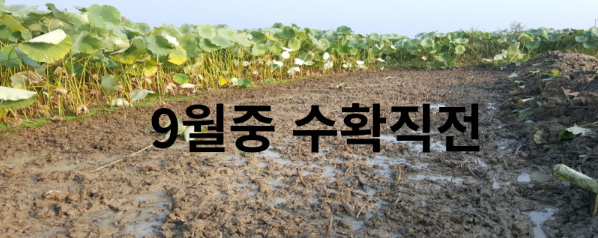 서가네- 흙사랑경산연근
