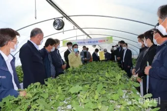 취나물 재배 반그늘 환경 배수 확보 연속 수확_12