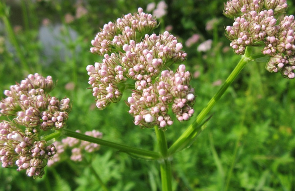 발레리안-뿌리-불면증-스트레스-불안-통증-수면-GABA