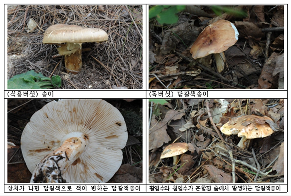 식용 송이버섯과 독버섯 담갈색송이버섯의 비교 사진