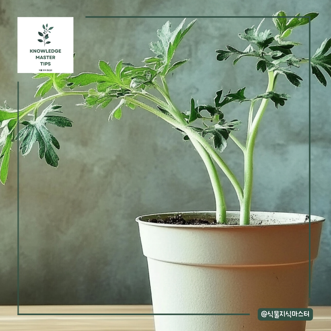 빛 부족의 증상: 줄기가 길어짐