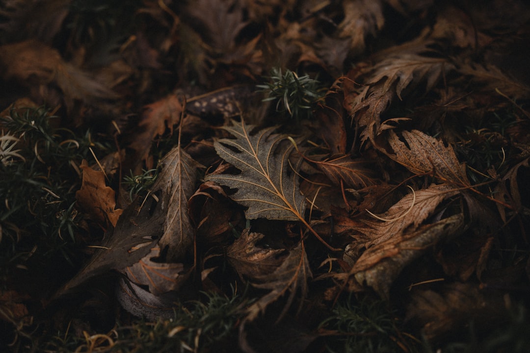 'Nature'