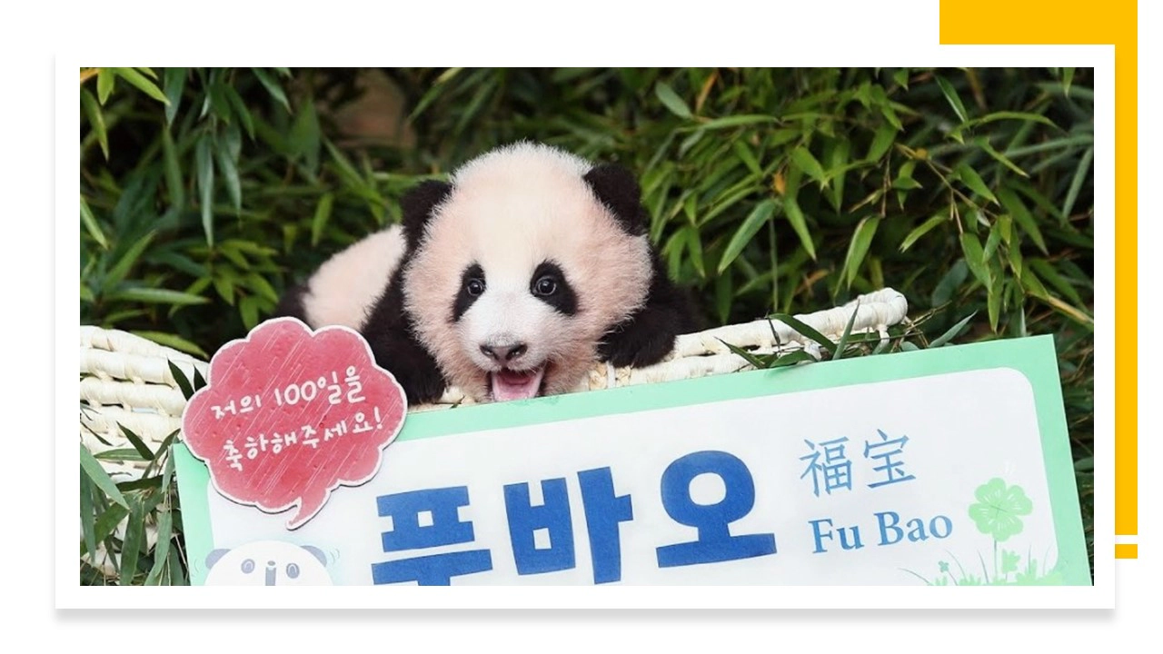 [푸바오와 할부지] 출연진. 푸바오의 쌍둥이 동생들.(출처-공식홈)