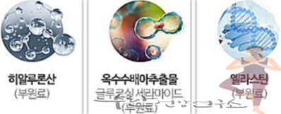 뉴트리코어 콜라겐 담다