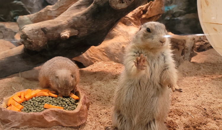 가평 신비동물원