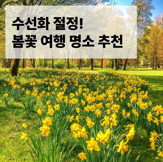 부산 오륙도 해맞이공원, 수선화 절정! 봄꽃 여행 명소 추천